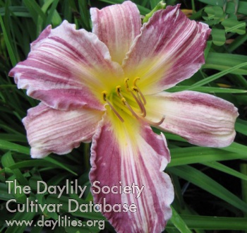 Daylily Yankee Pinstripes